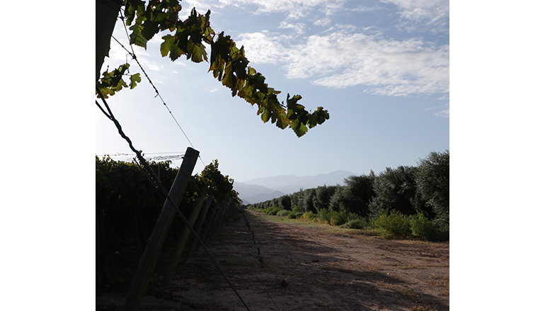 Una conversación con Javier Collovati, winemaker de Valle de La Puerta